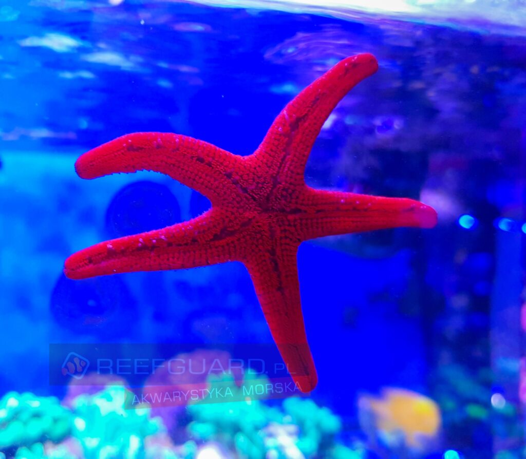 Fromia sp. Starfish Red rozgwiazda czerwona