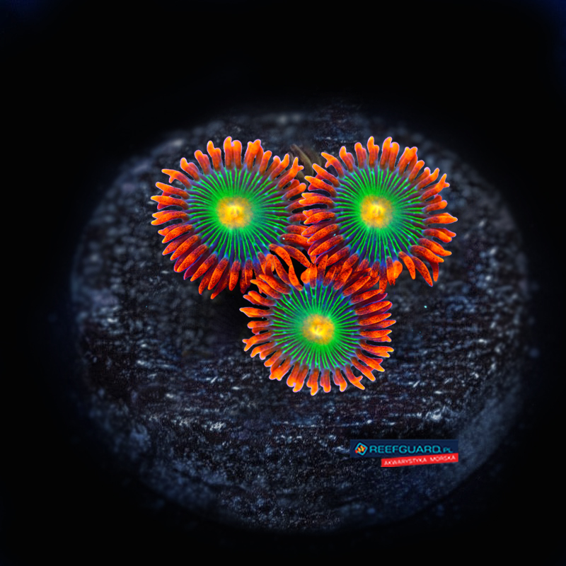 Gatorade Zoanthus zoa 3 polipy