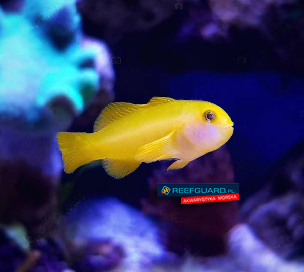 Gobiodon okinawae