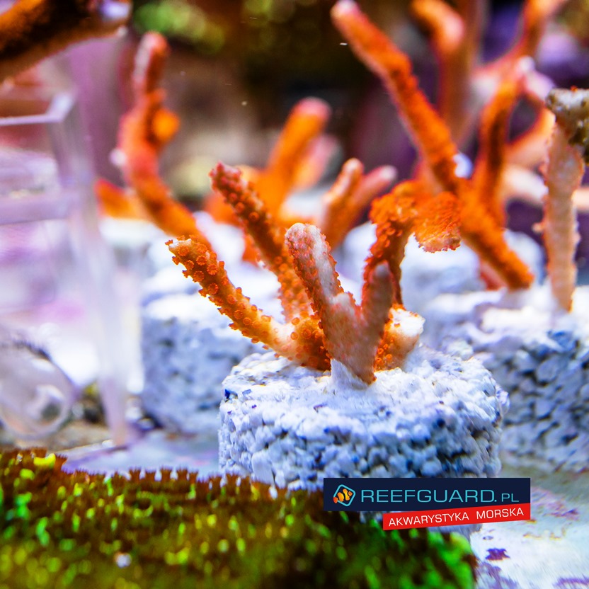 Montipora digitata red szczepka frag