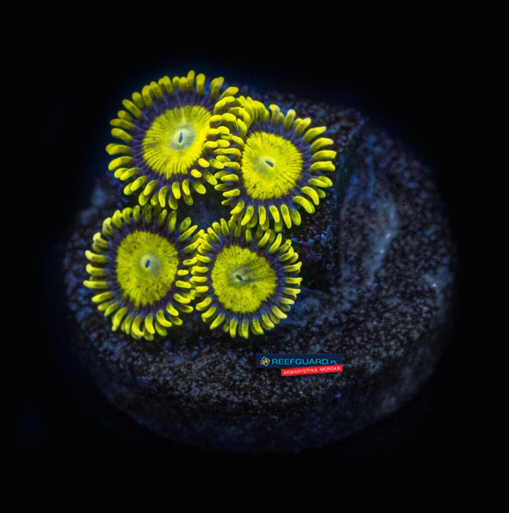 King Midas Zoanthus Zoa 3 polipy