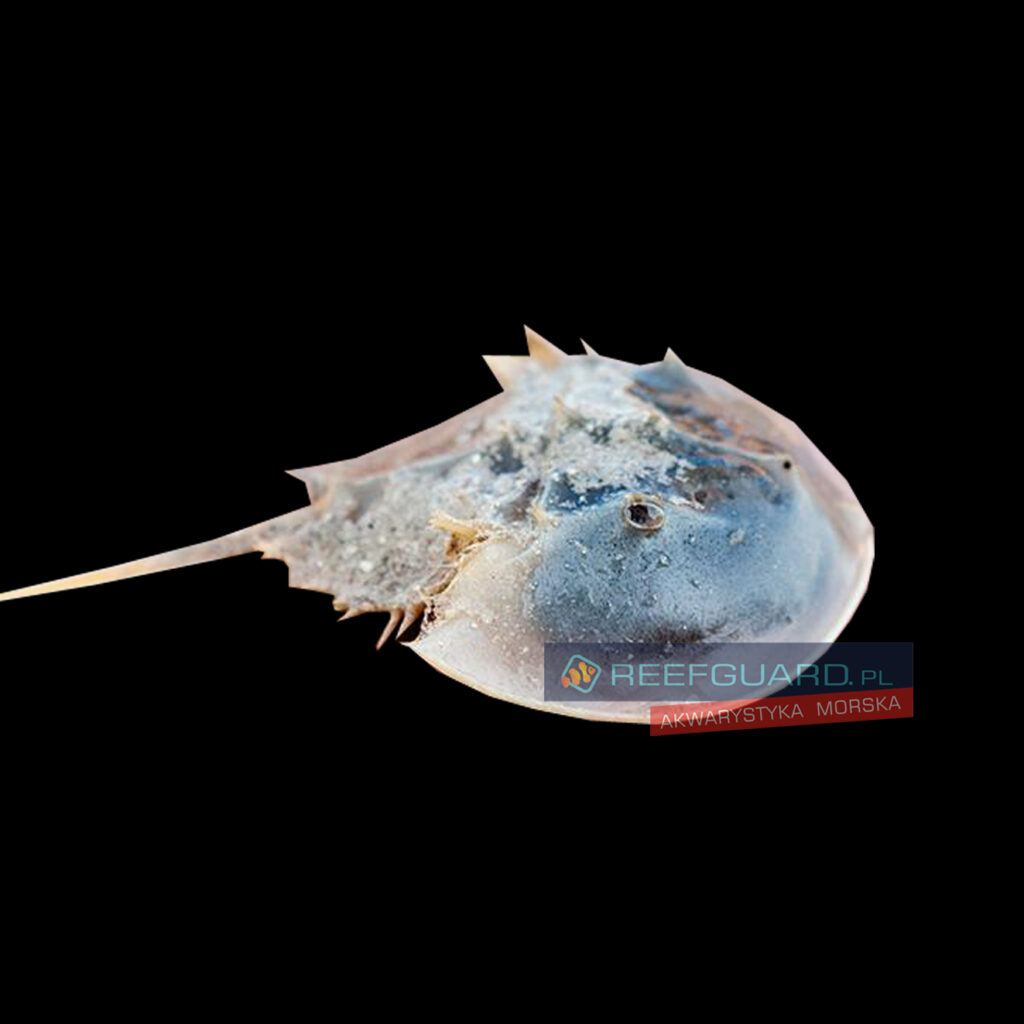 Limulus Polyphemus Skrzypłocz