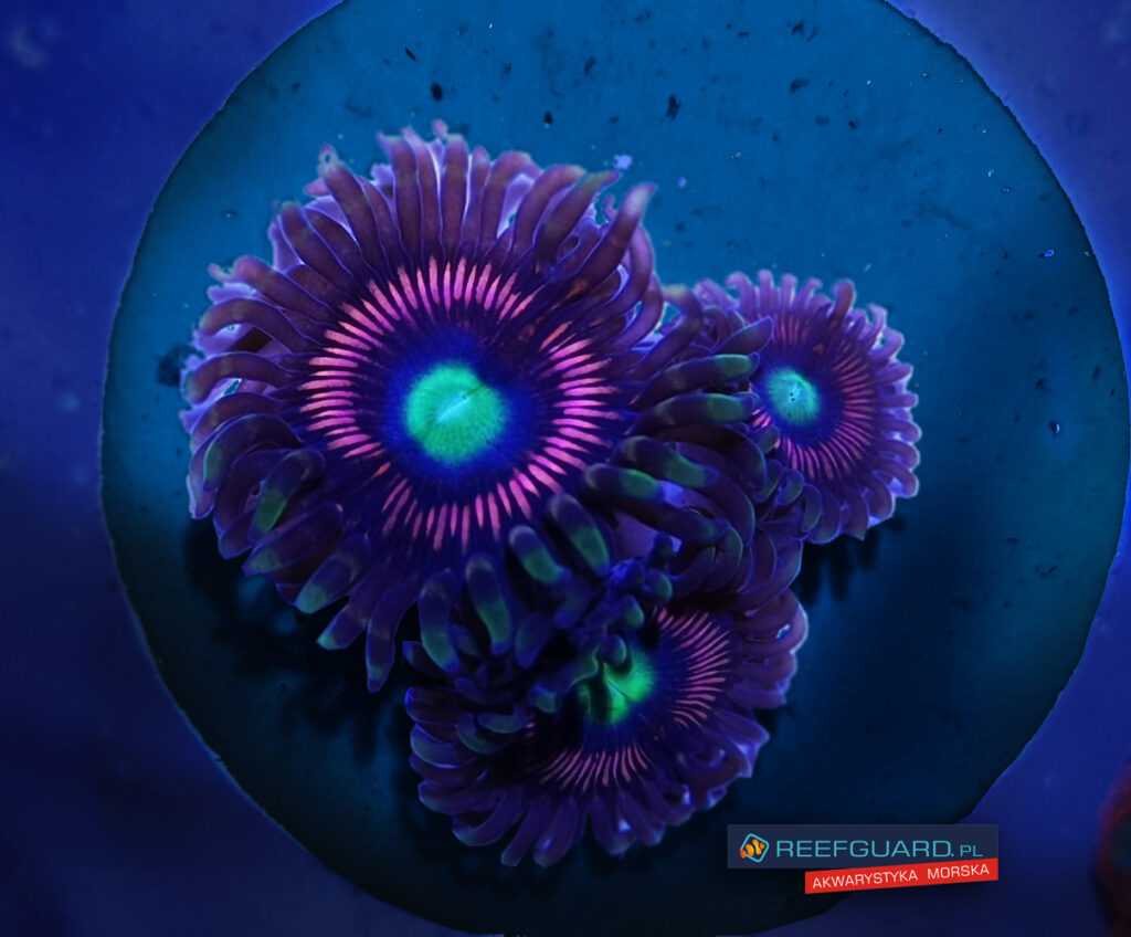 Lord of the Ring zoa Zoanthus 3 polipy