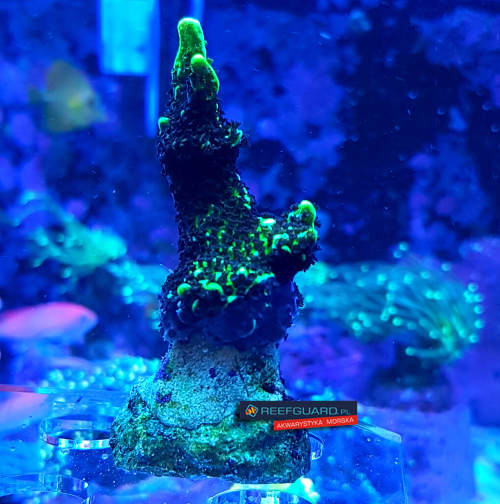Montipora confusa szczepka frag
