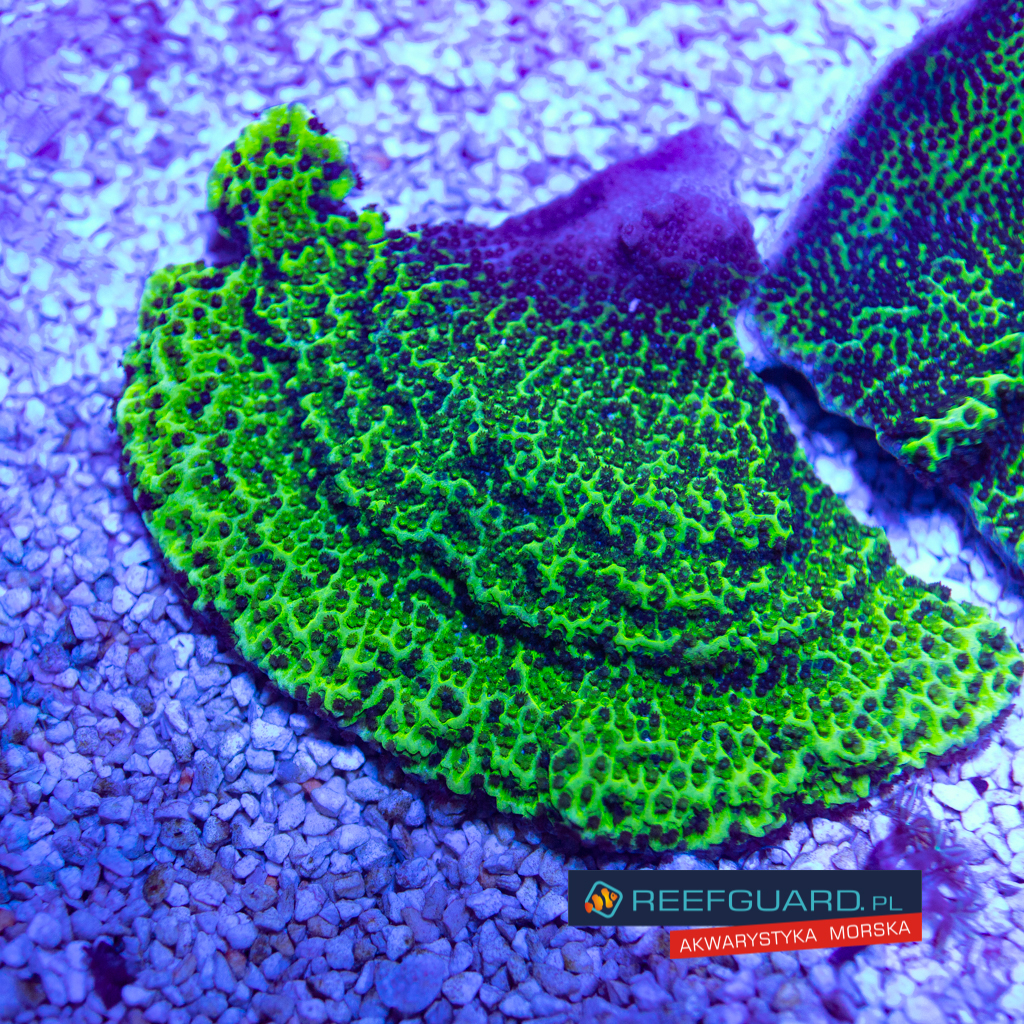 Montipora confusa szczepka XXL