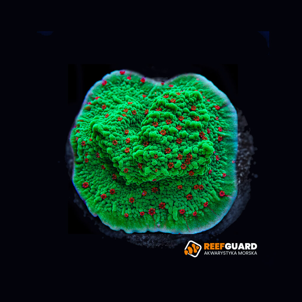 Montipora Season Greetings frag