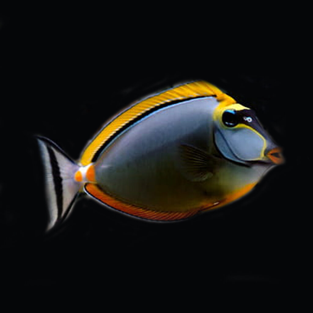 Naso Elegans Blonde Tang