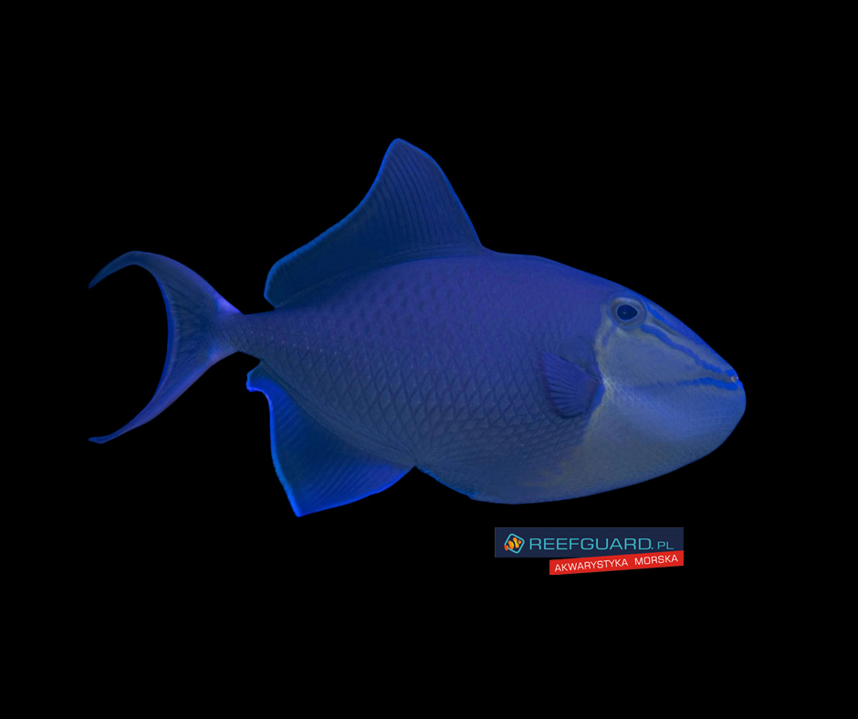 Odonus Niger rogatnica Triggerfish