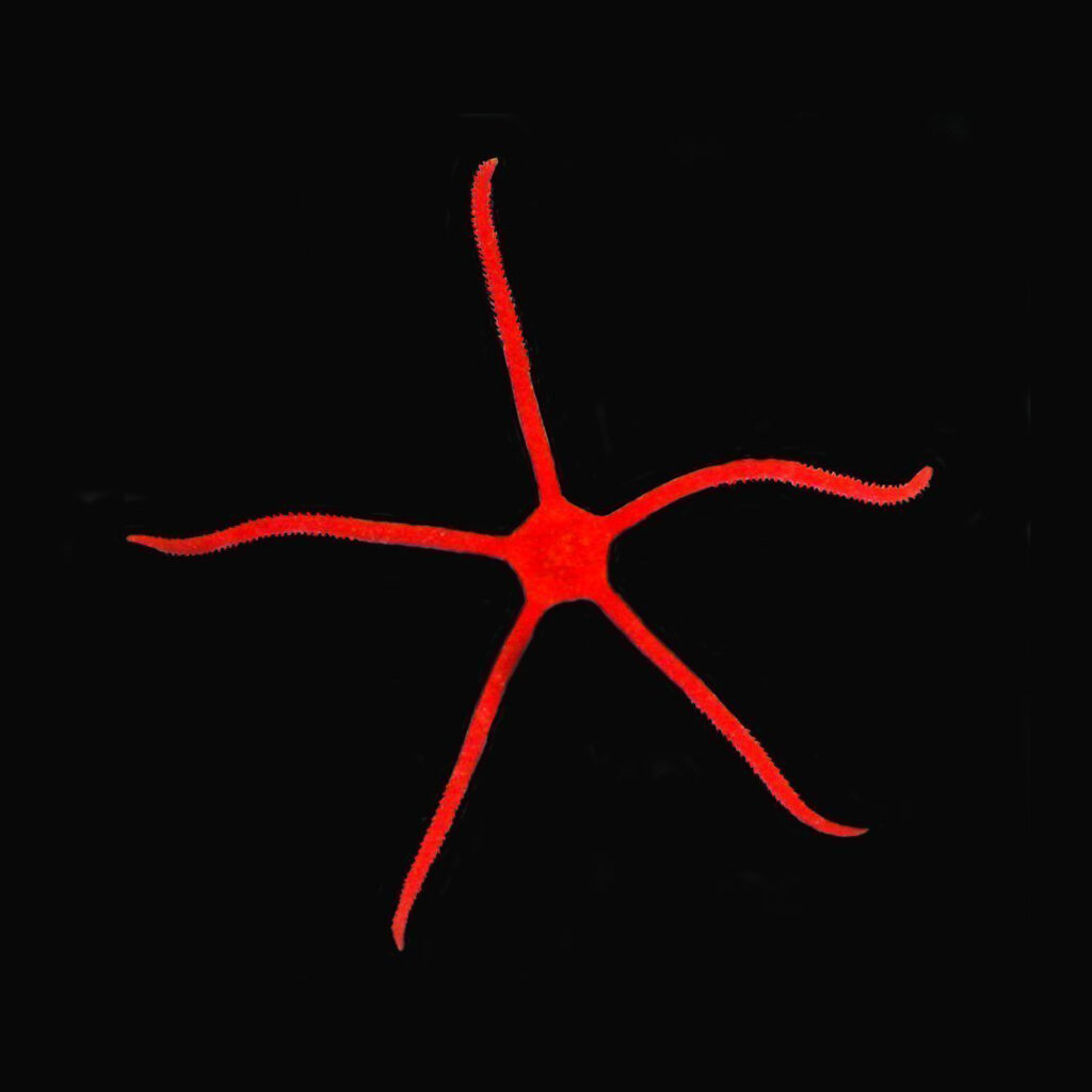 Wężowidło Ophioderma Rubricundum RED
