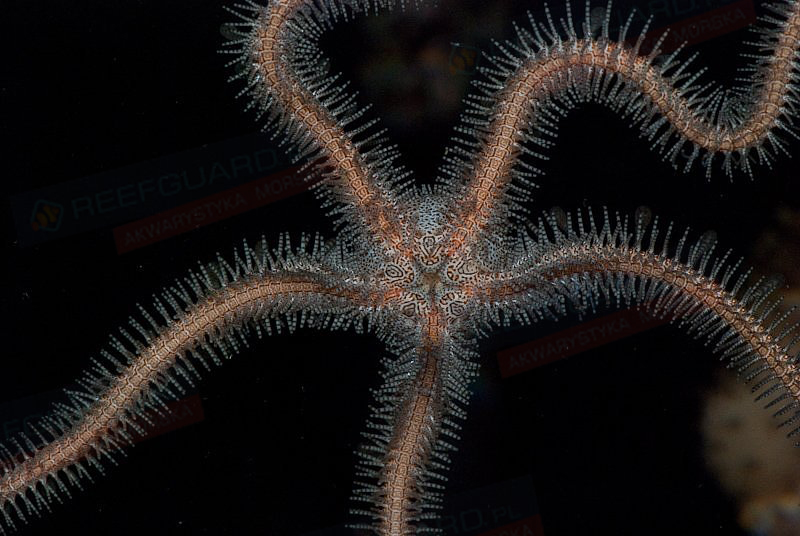 Ophiomastix sp Red Hair Wężowidło