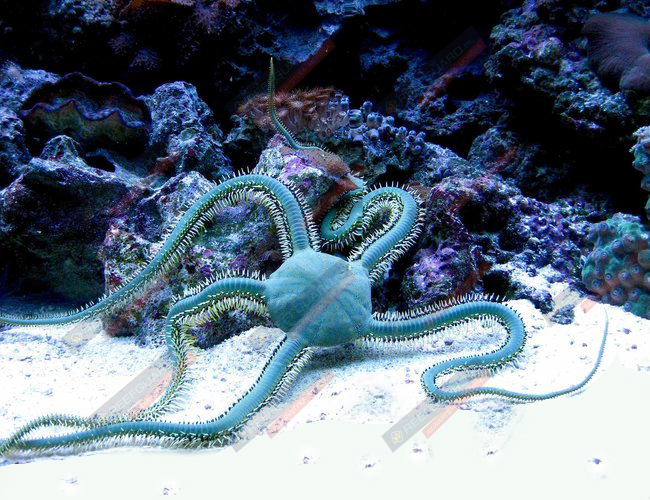 Ophiothrix sp Britte Wężowidło