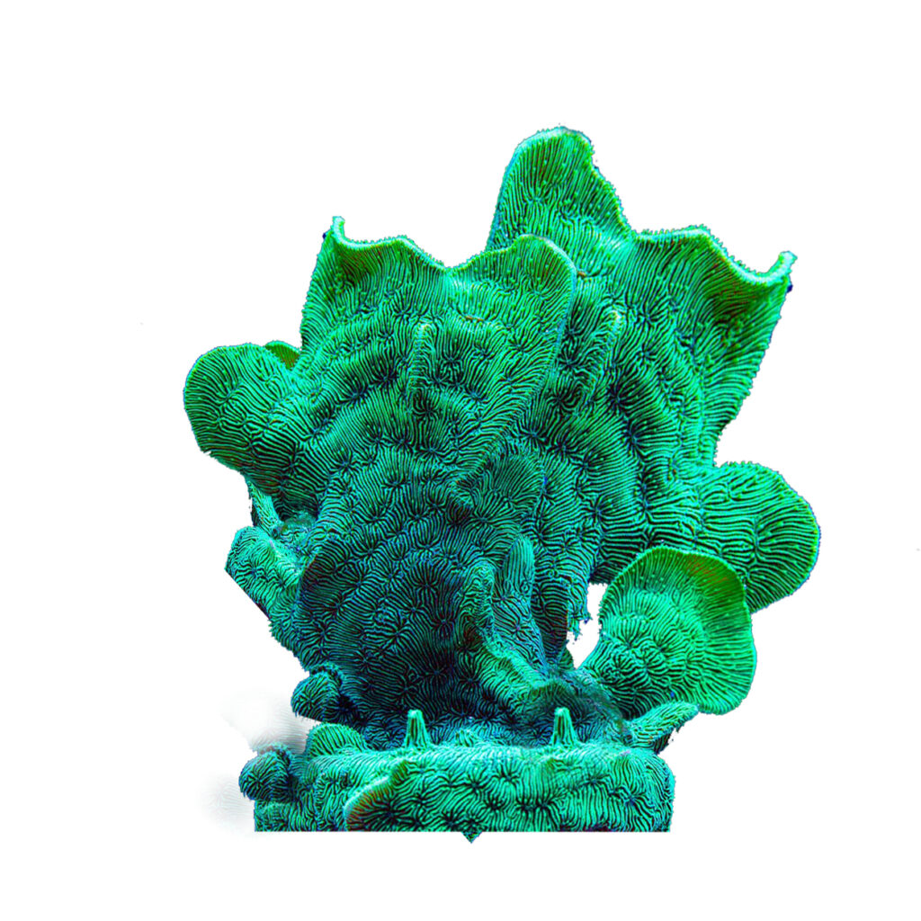 Pavona cactus M Green Fluo
