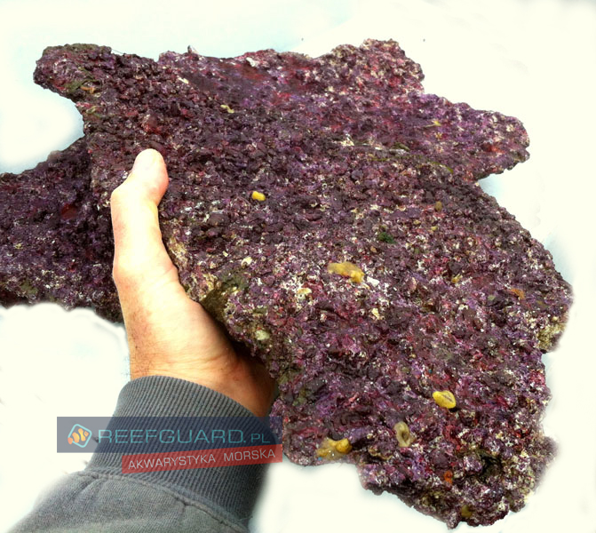 Real Reef Rock Shelfs półki sucha skała morska 1kg