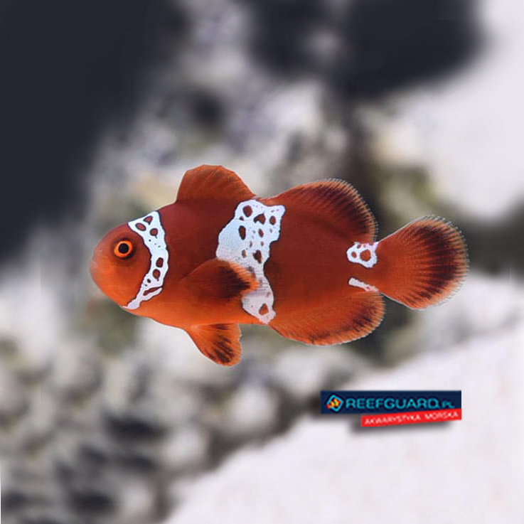 Amphiprion Biaculeatus Lightning Maroon Clown