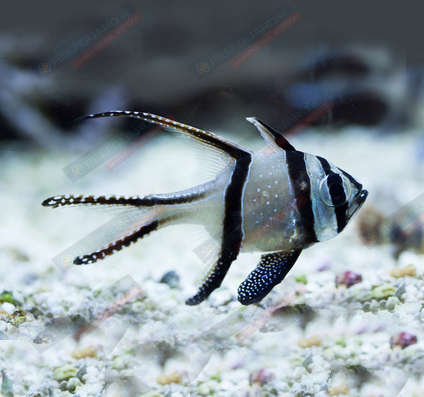 Pterapogon kauderni Apogon kardynał
