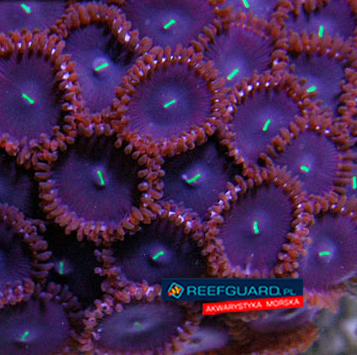 Purple People Eater Zoanthus 3 polipy