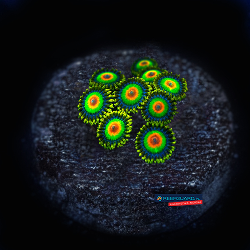 Rasta Zoa Zoanthus 3 polipy