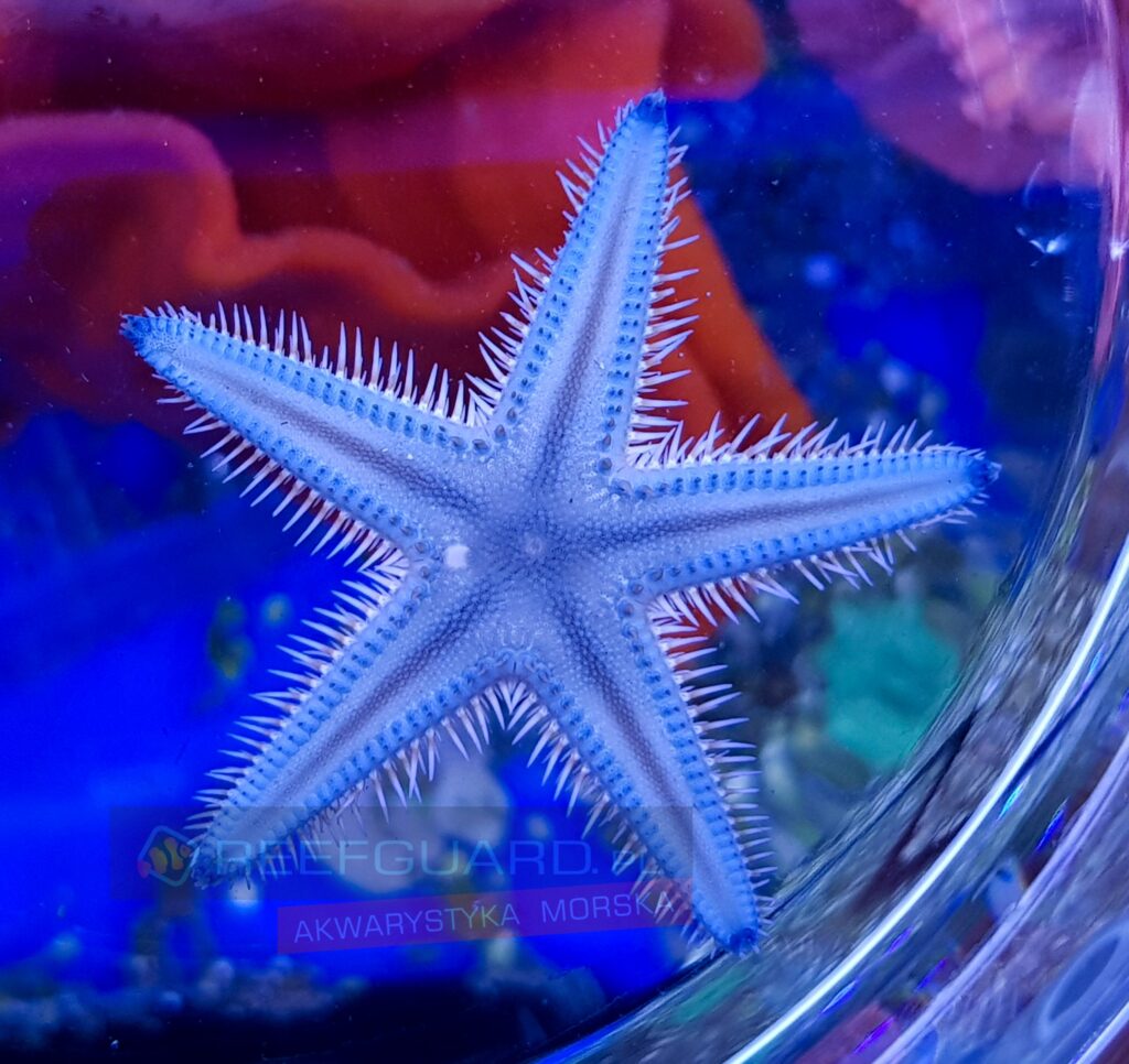 Rozgwiazda piaskowa Astropecten polyacanthus BLUE
