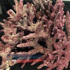 Real Reef Rock Branch / Fancy Branch 4G