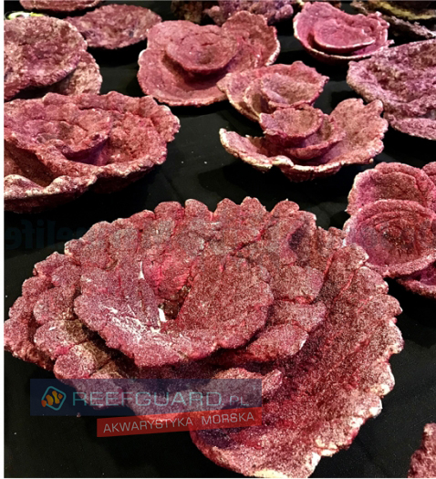 Real Reef Rock Plates Corals 1kg