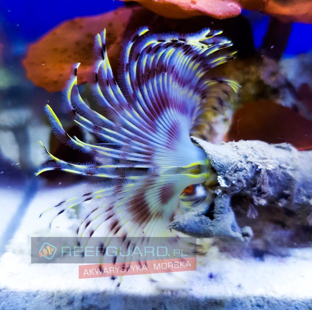 Sabellastarte magnifica Yellow rurówka