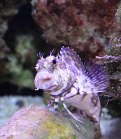 Salarias fasciatus