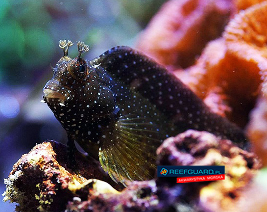 Salarias ramosus