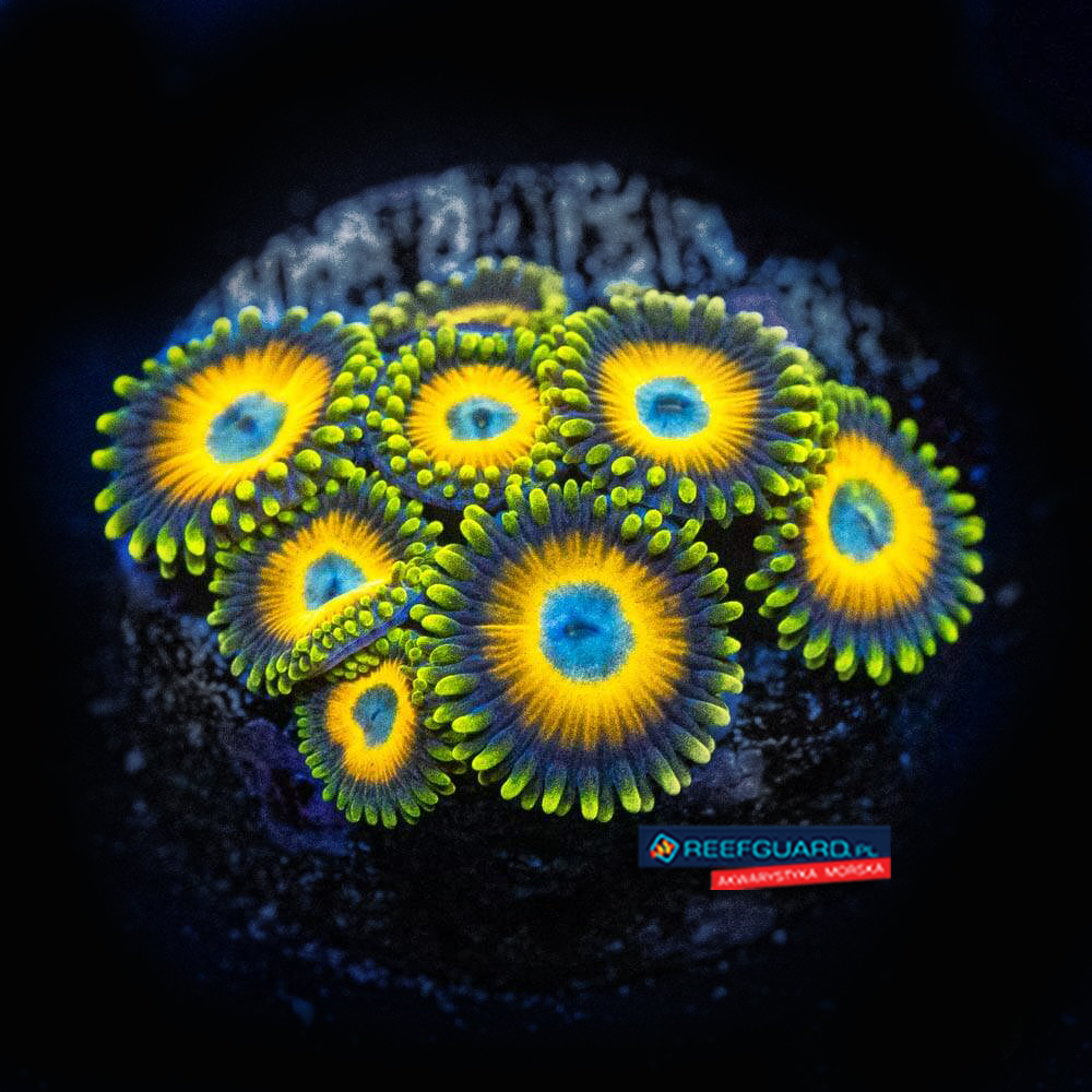 Scrambled Eggs Zoanthus zoa 3 polipy