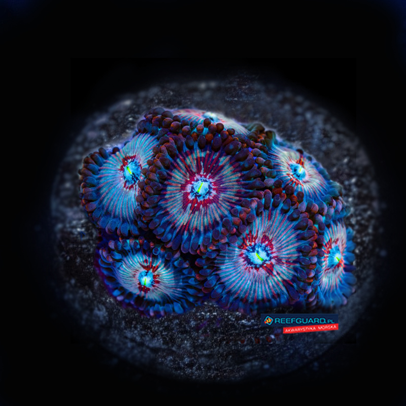 Seduction people eater zoa Zoanthus 3 polipy