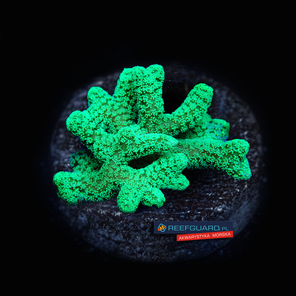 Seriatopora caliendrum neon green s