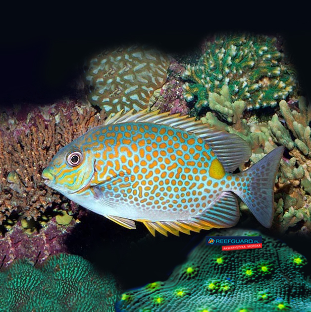 Siganus Guttatus Borsuk