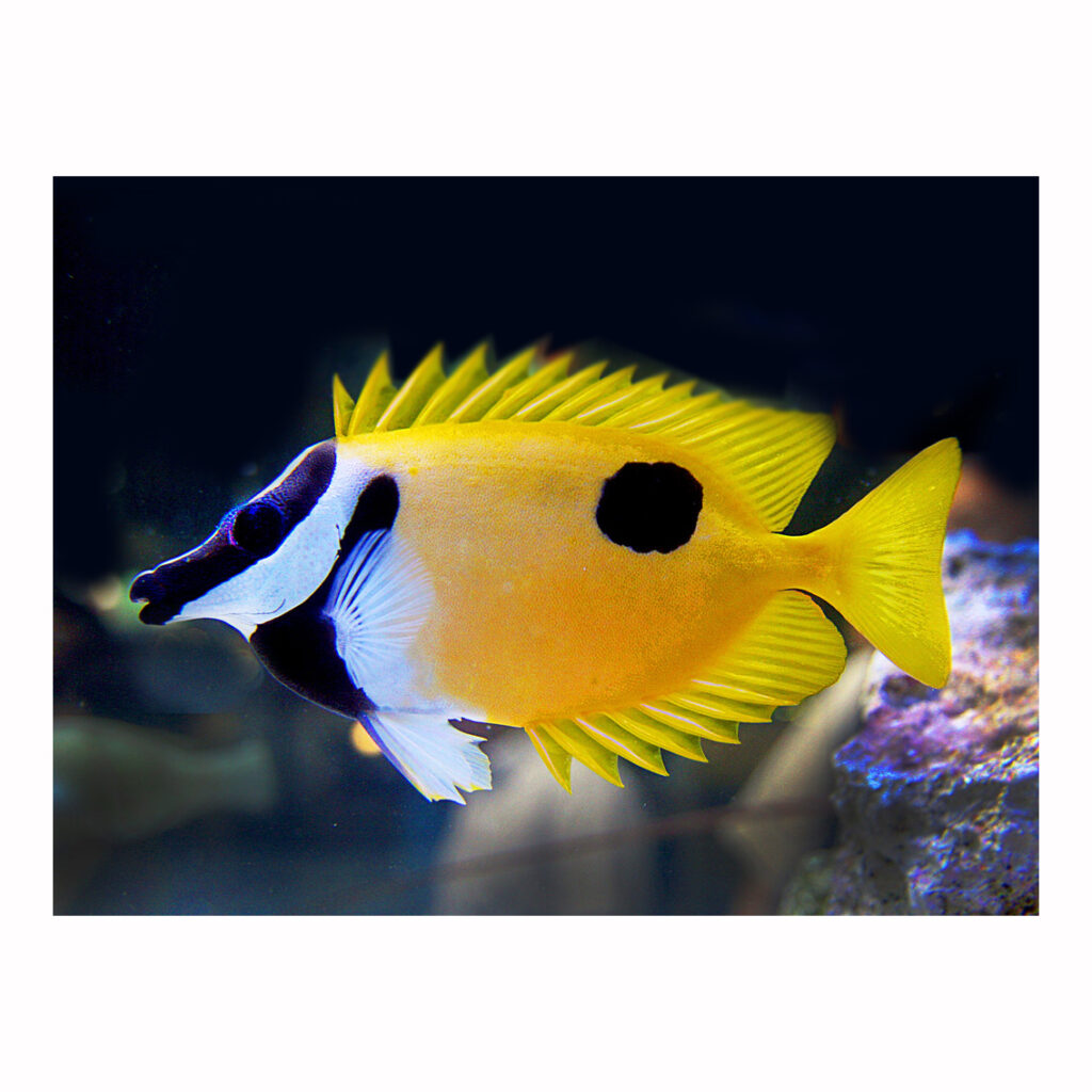 Siganus Unimaculatus Borsuk