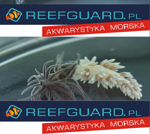 Ślimak Berghia verrucicornis na Aiptasia