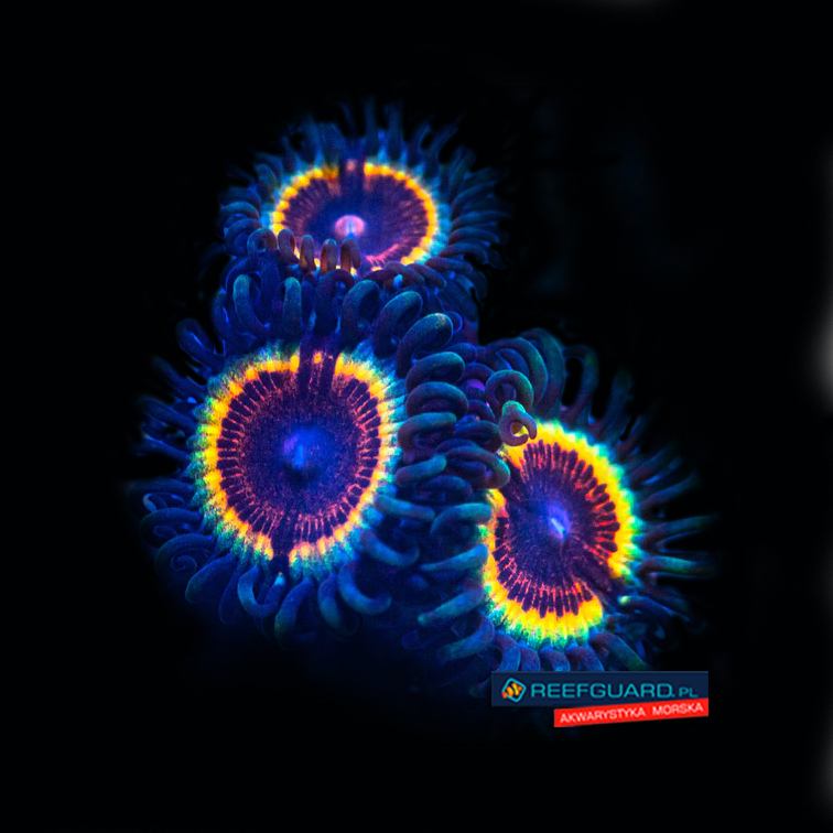 Sonic Flare Zoa Zoanthus 3 polipy