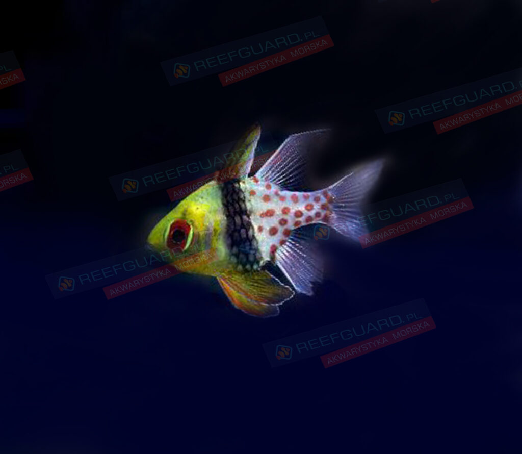 Sphaeramia nematoptera Piżamka Spotted Cardinalfish