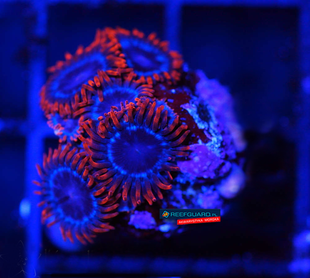 Spiderman zoa Zoanthus 3 polipy