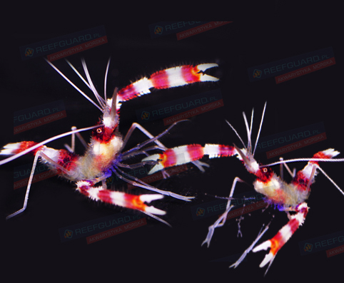 Stenopus Hispidus Krewetka Boksująca dobrana para