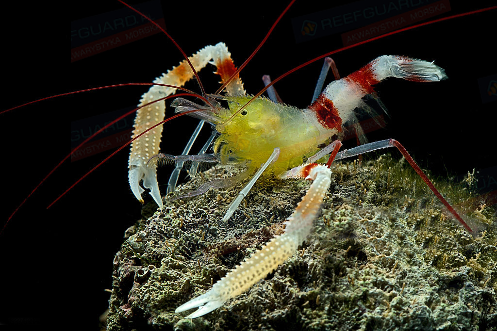 Stenopus Zanzibaricus Krewetka Boksująca