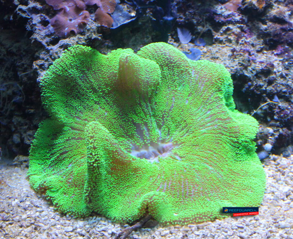Stichodactyla Haddoni Ukwiał Dywanowy Green Carpet anemone