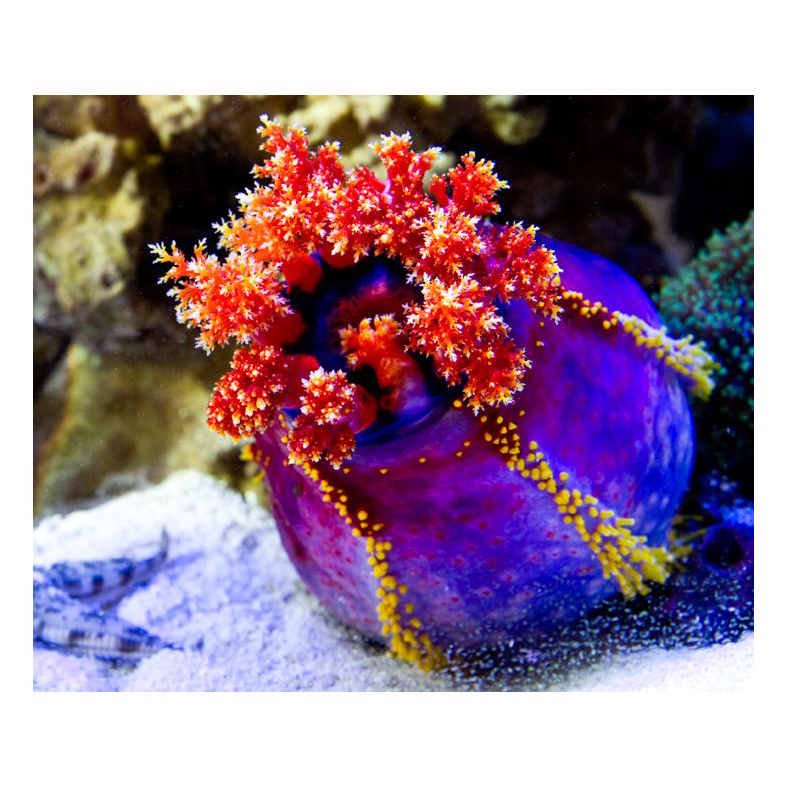 Strzykwa Pseudocolochirus Violaceus Sea Apple