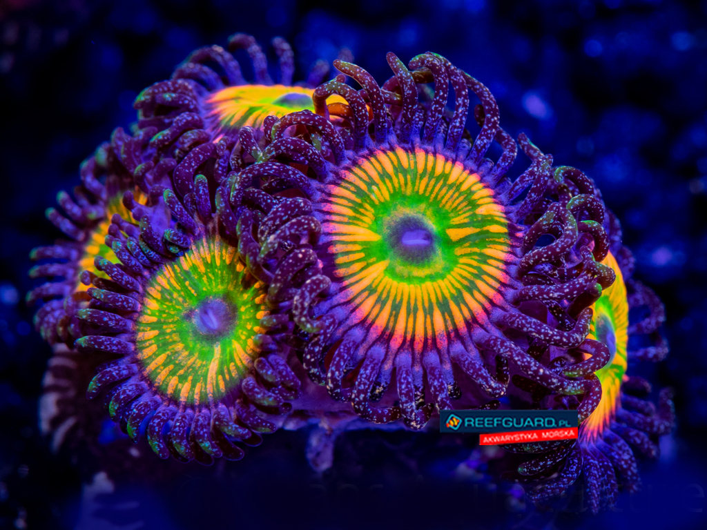 Sunny Delight Zoanthus 3 polpy