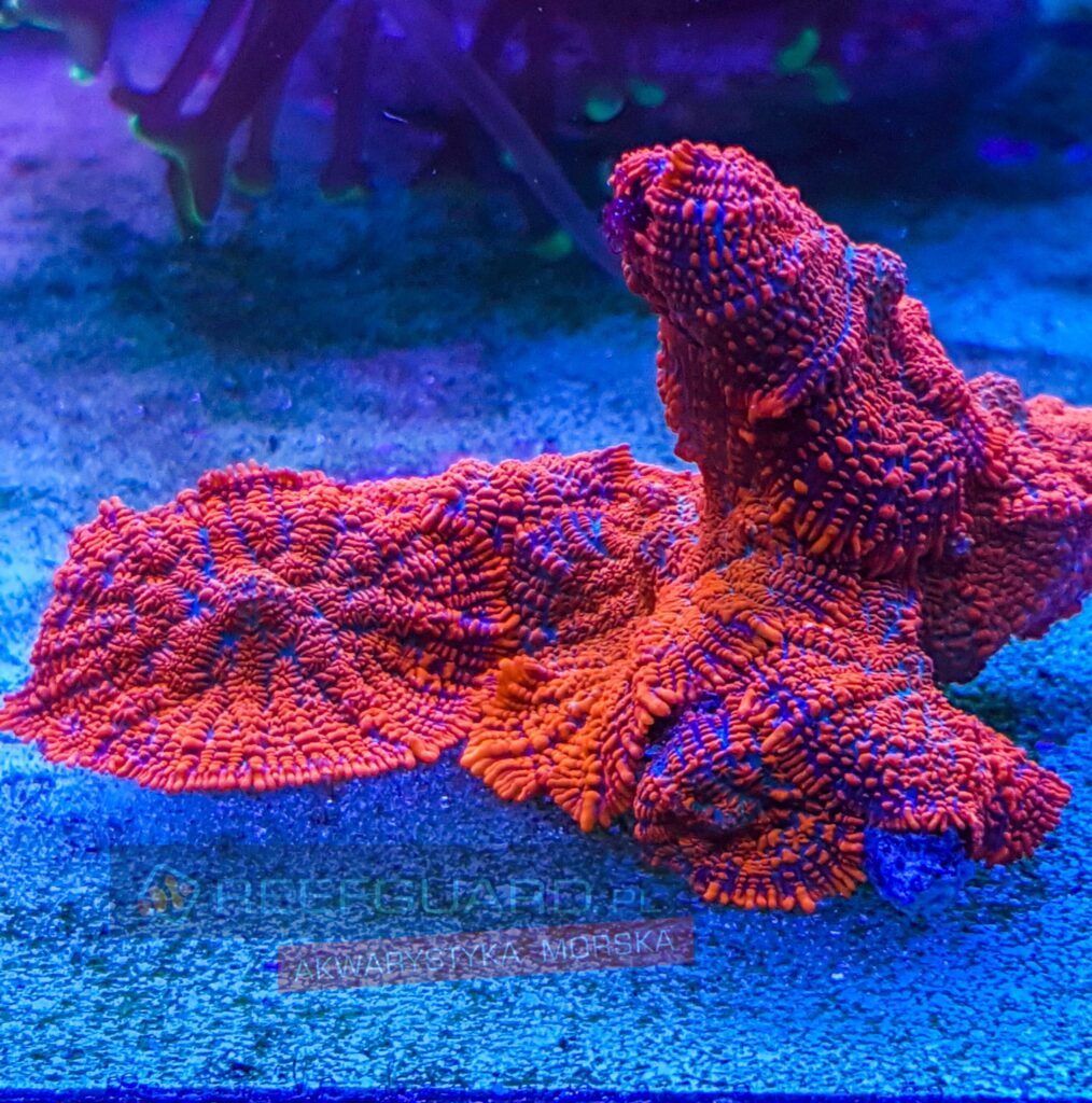 Superman Rhodactis inchoata Mushroom