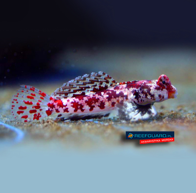 Synchiropus marmoratus