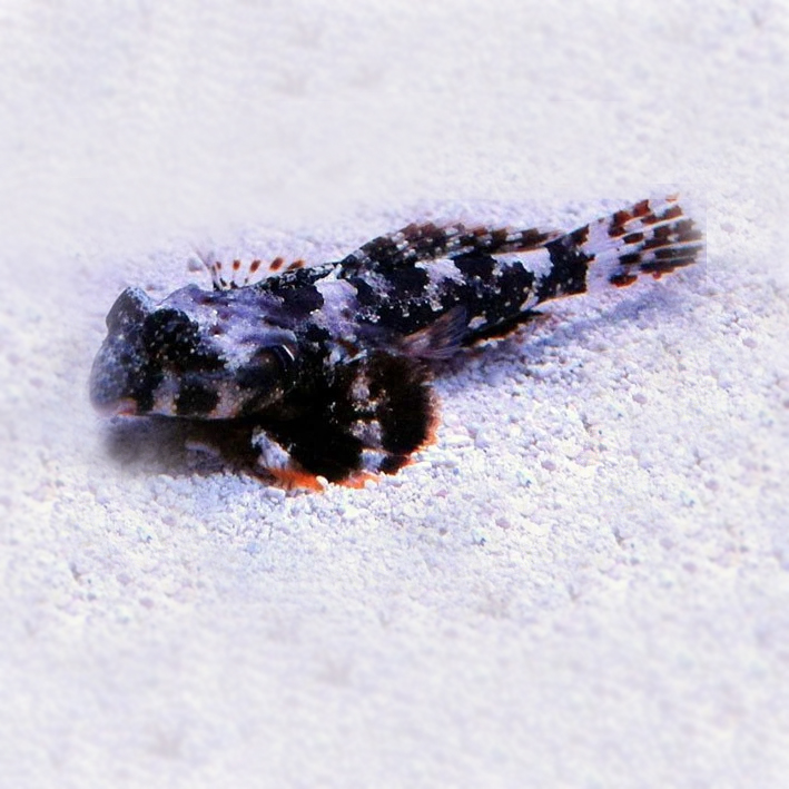 Synchiropus ocellatus Mandaryn Marmurkowy