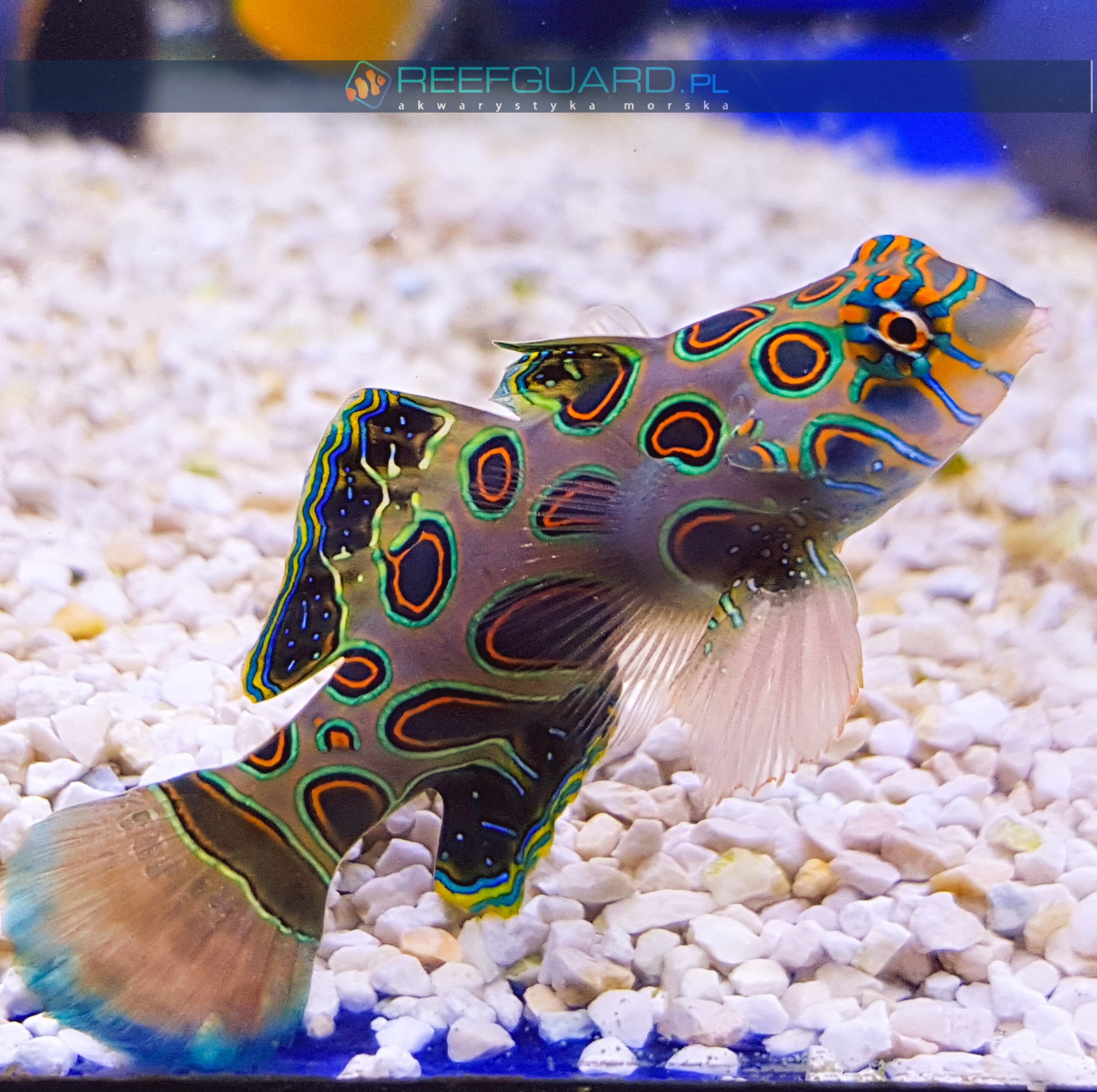 Synchiropus picturatus reefguard.pl szczecin akwarystyka morska