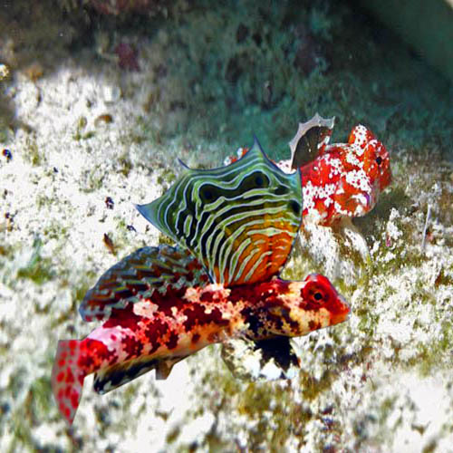 Synchiropus Stellatus Red Scooter Dragonet