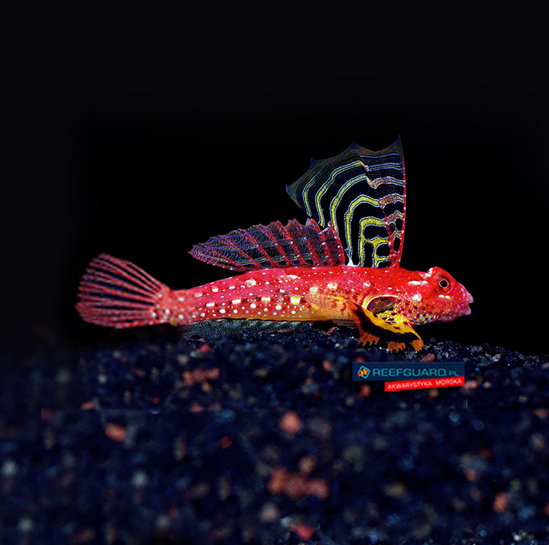 Synchiropus sycorax