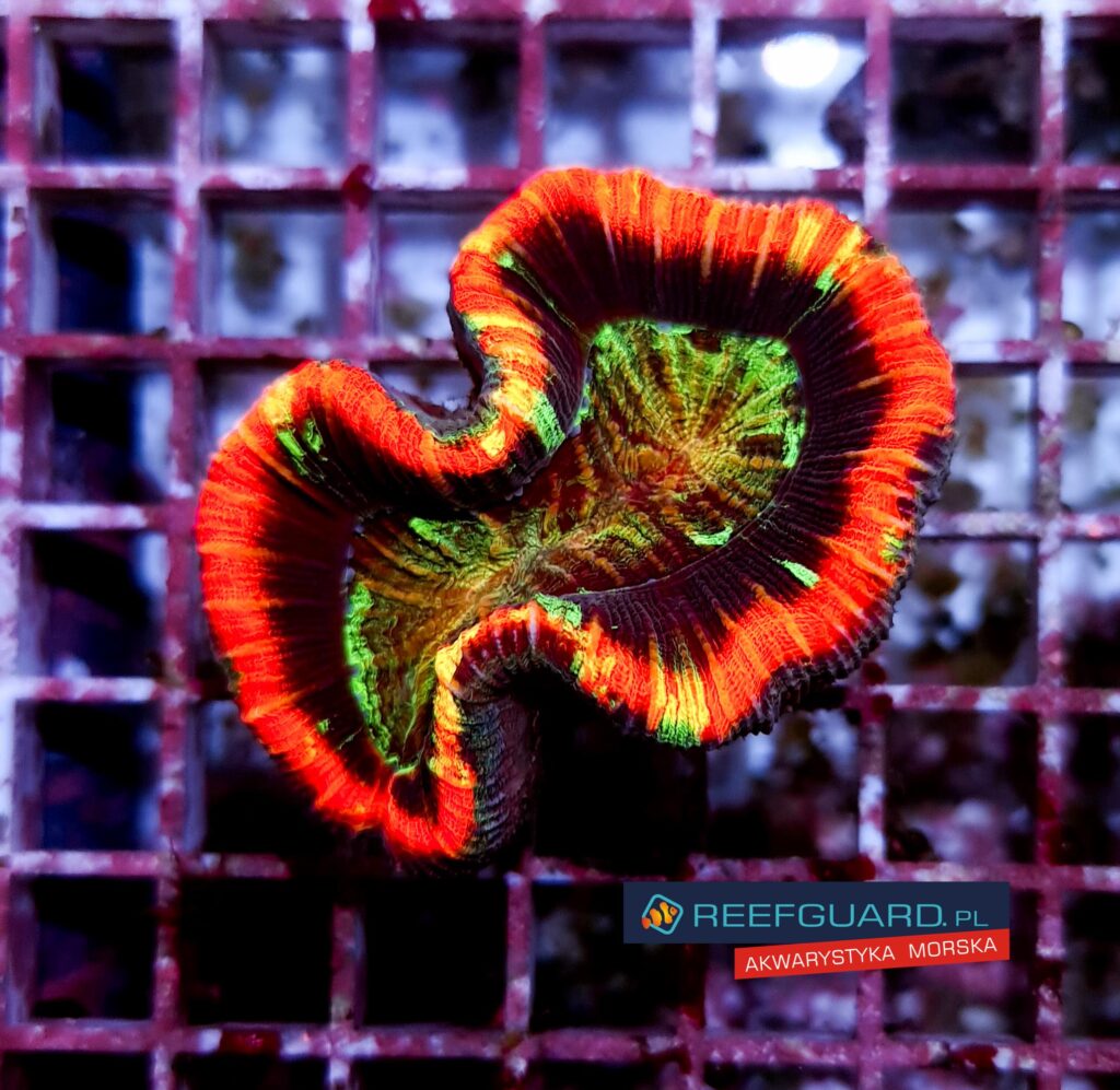 Trachyphyllia geoffroyi Red Rim Ultra