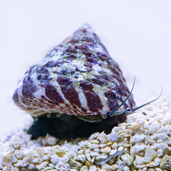 Trochus Histro Snail Ślimak na glony