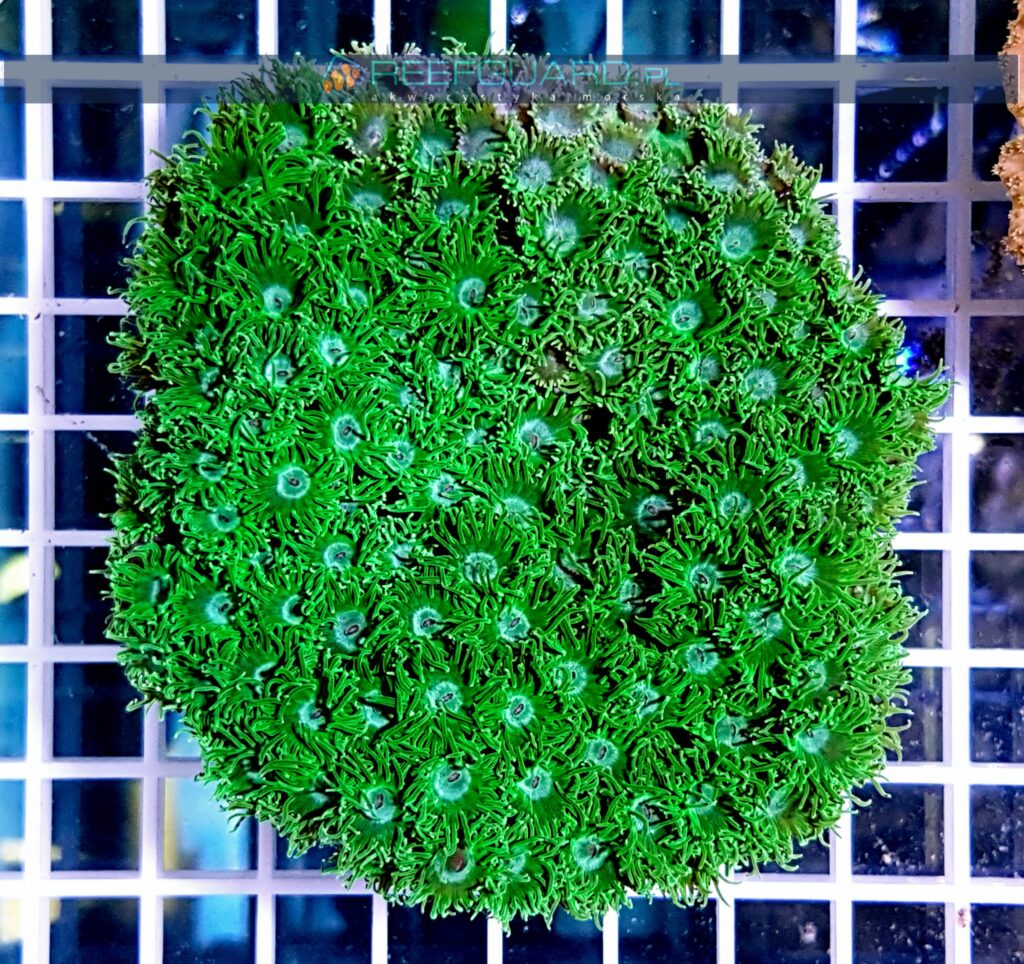 Turbinaria peltata Green